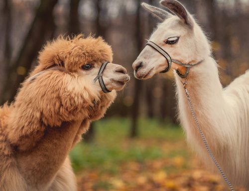 Recognizing and Managing Common Camelid Diseases