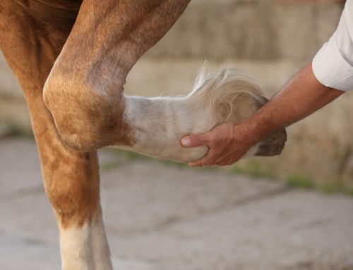 Equine Arthritis