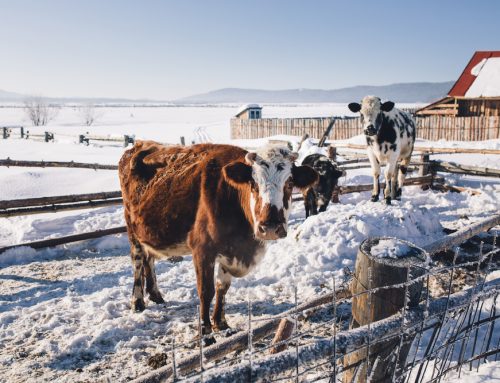 Brave the Cold: Essential Winter Prep Tips for Your Farm