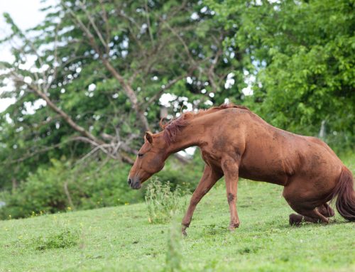 From Lameness to Wellness: Understanding and Managing Equine Navicular Disease